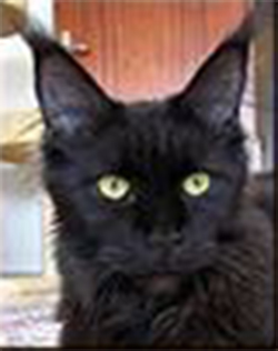 Pillowtalk's Deluxe - maine-coon