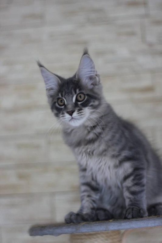 Hansen Monterini - мейн-кун