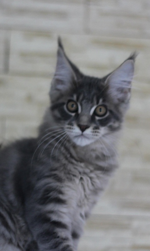 Hansen Monterini - мейн-кун