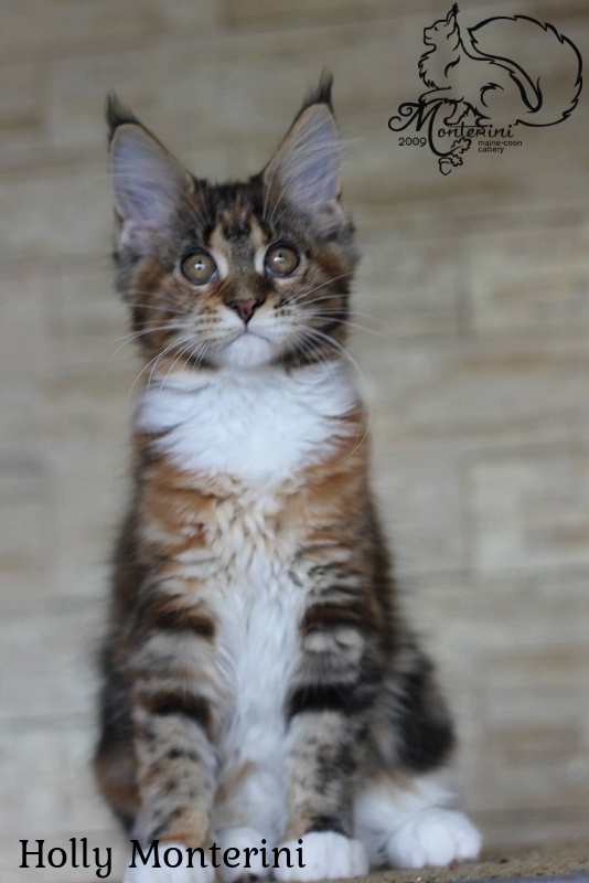 Holly Monterini - мейн-кун