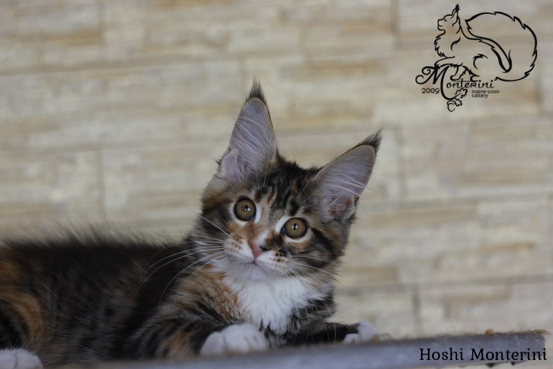 Hoshi Monterini - мейн-кун
