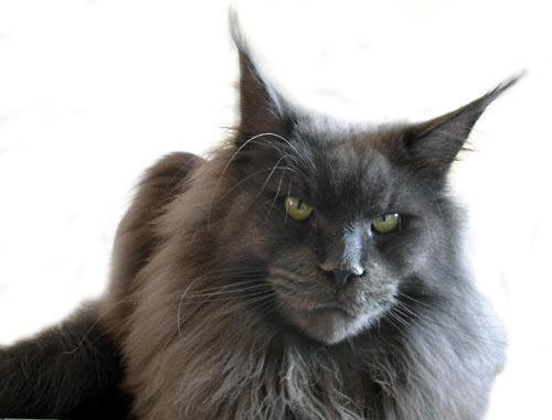 Q's Blue Bear of Magic Love - maine-coon