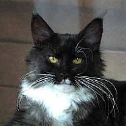 Chickabee Silvi-Cola