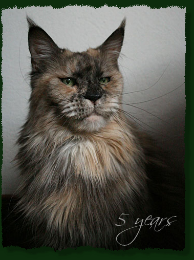 Galadriela Silvi-Cola - Adult maine-coon 4 years 9 months 1 week