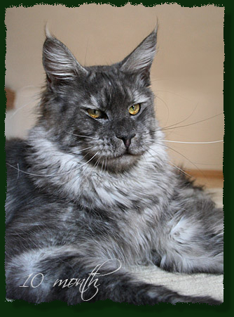 Mainefield's Howling Wolf - Adult maine-coon 10.5 months