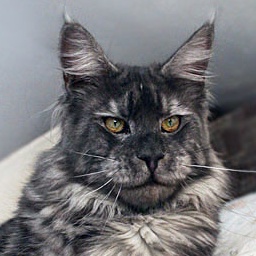 Mainefield's Howling Wolf