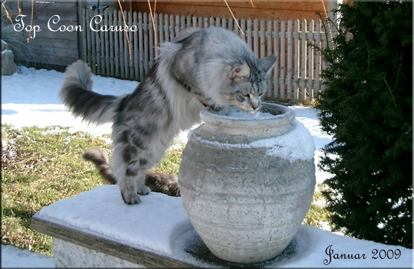 Top Coon Caruso - Adult maine-coon 3 years 3 months