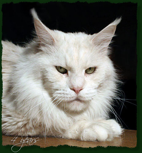 Mainefield Camelot - Adult maine-coon 3 years 8 months 3.5 weeks