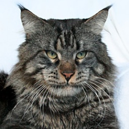 Gangsta Guy the Purrfect Coon