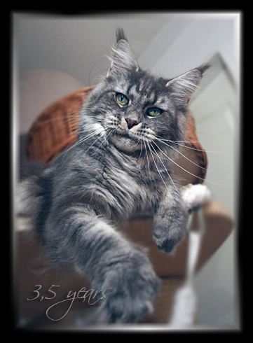 Castle Rock Veronica Fever - Adult maine-coon 3.5 years 4 weeks