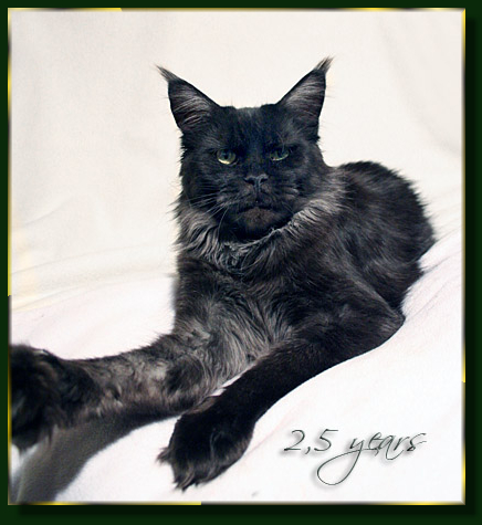 Island in the Sun the Purrfect Coon - Дорослий мейн-кун 2 роки 8 місяців 0,5 тижнів