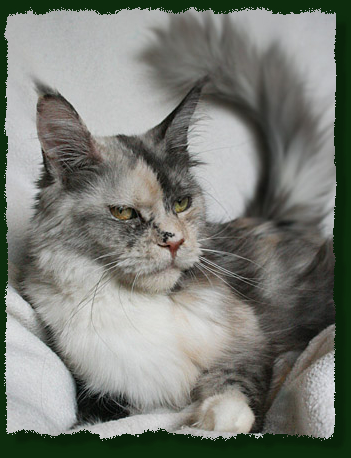 Mainefield's Ally Mc Beal - Adult maine-coon 1 year 8 months 4 weeks