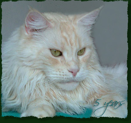 Woodshadows Chanel of Mainefield - maine-coon