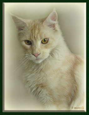 Woodshadows Chanel of Mainefield - Junior maine-coon 9 months 3 weeks