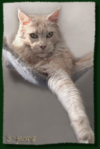 Woodshadows Chanel of Mainefield - Adult maine-coon 3 years 3 months 1 week