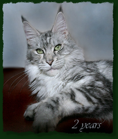 Mainefield's Aleshanee - Adult maine-coon 1 year 11 months 2.5 weeks