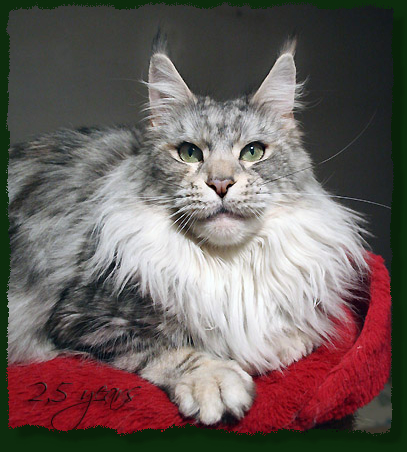 Mainefield's Aleshanee - Adult maine-coon 2.5 years 2.5 weeks