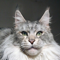 Mainefield's Aleshanee