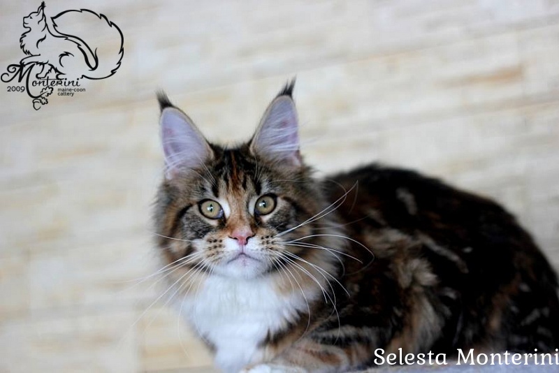 Selesta Monterini - maine-coon