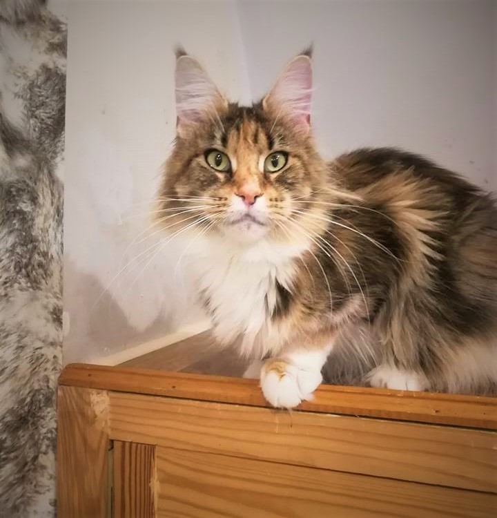 Selesta Monterini - Adult maine-coon 2 years 3 months 2.5 weeks