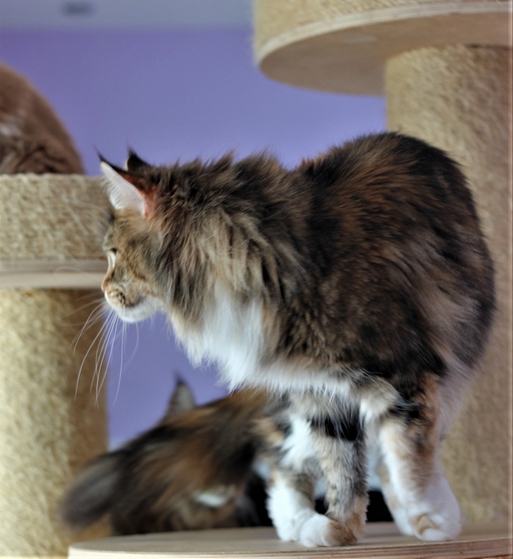 Selesta Monterini - Adult maine-coon 3 years 7 months 3 weeks