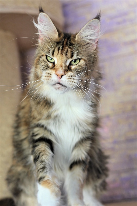 Selesta Monterini - Adult maine-coon 3 years 11 months