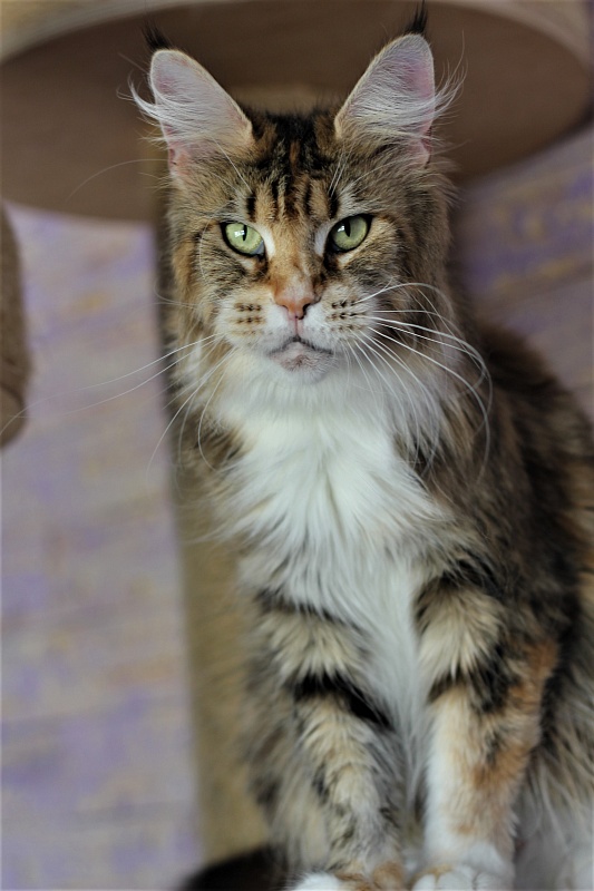 Selesta Monterini - Adult maine-coon 3 years 11 months
