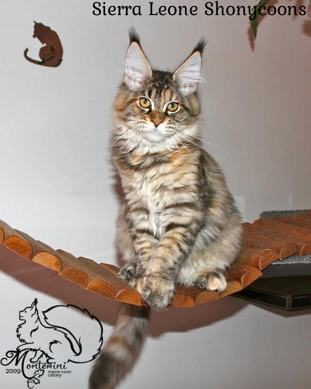 Sierra Leone Shonycoons - maine-coon