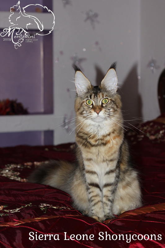 Sierra Leone Shonycoons - maine-coon