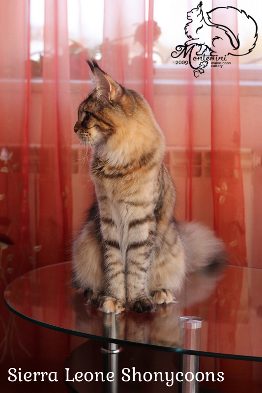Sierra Leone Shonycoons - maine-coon