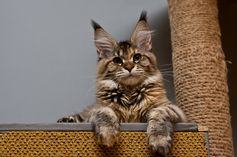 Sierra Leone Shonycoons - maine-coon