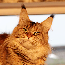 Sierra Leone Shonycoons