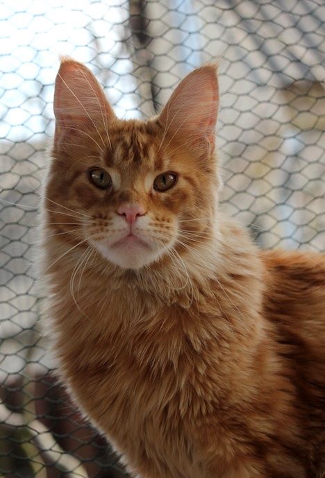 S-Max Monterini - maine-coon