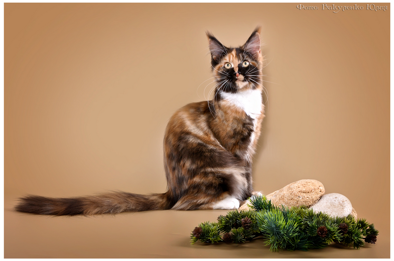 Tutti Frutti Butterflydust's - maine-coon