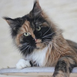 Tutti Frutti Butterflydust's