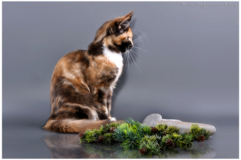 Tutti Frutti Butterflydust's - maine-coon