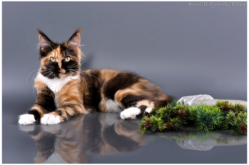 Tutti Frutti Butterflydust's - maine-coon