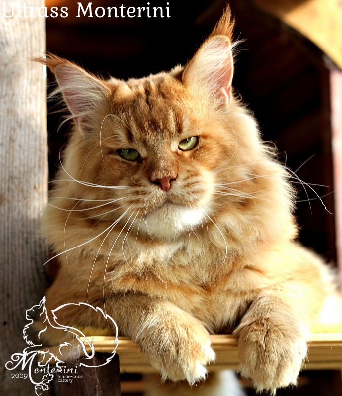 Ultrass Monterini - Adult maine-coon 3 years 7 months 1.5 week
