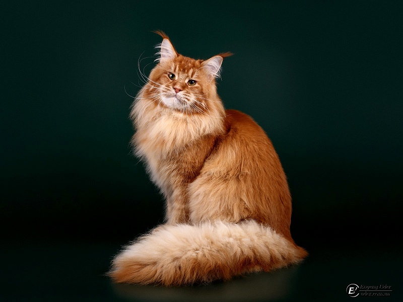 Ultrass Monterini - Adult maine-coon 1 year 8 months 0.5 weeks