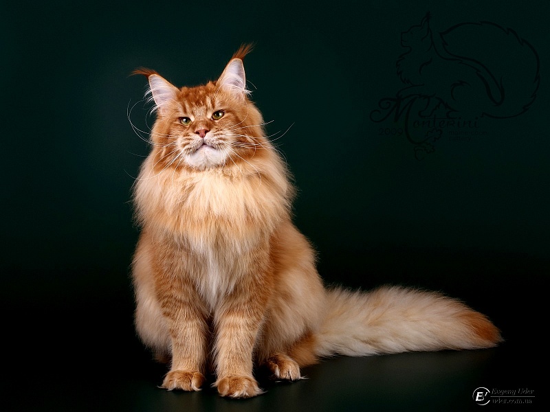 Ultrass Monterini - Adult maine-coon 1 year 8 months 0.5 weeks