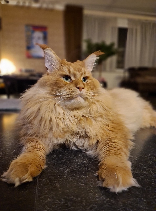 Ultrass Monterini - Adult maine-coon 3 years 10 months 0.5 weeks