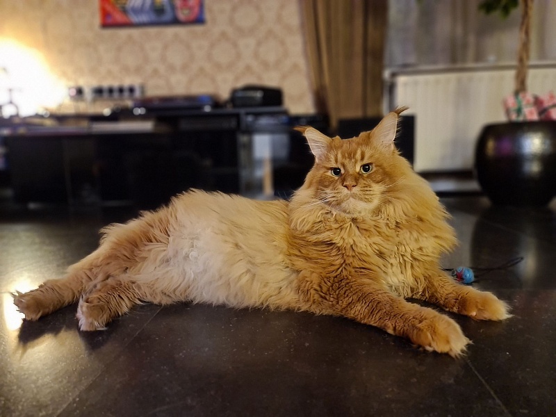 Ultrass Monterini - Adult maine-coon 3 years 10 months 0.5 weeks