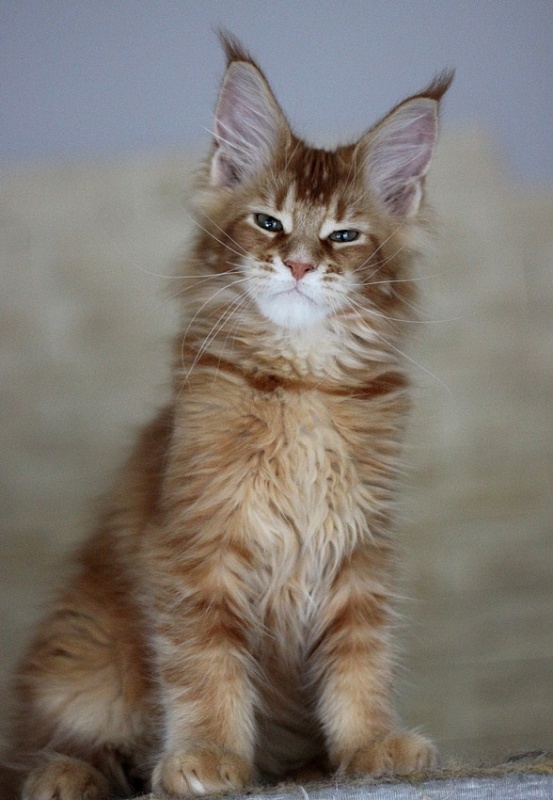 Ultrass Monterini - Kitten maine-coon 3 months 0.5 weeks