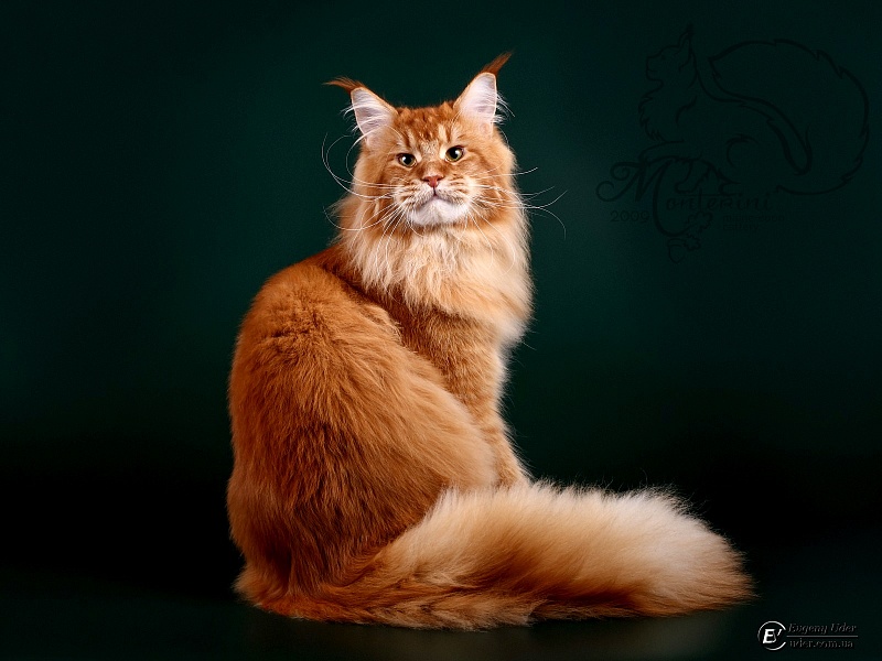 Ultrass Monterini - Adult maine-coon 1 year 8 months 0.5 weeks