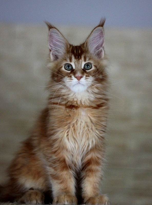 Ultrass Monterini - Kitten maine-coon 3 months 0.5 weeks