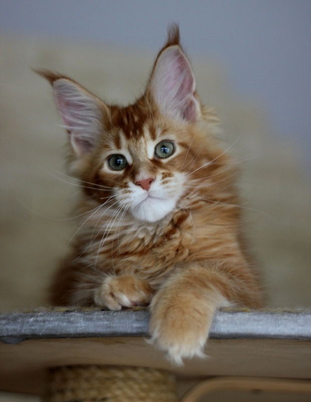 Ultrass Monterini - Kitten maine-coon 3 months 0.5 weeks