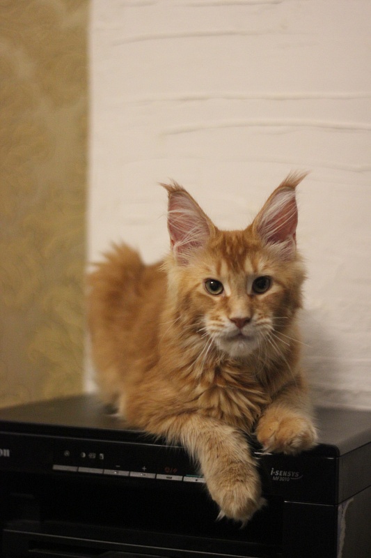 Ultrass Monterini - Kitten maine-coon 5.5 months