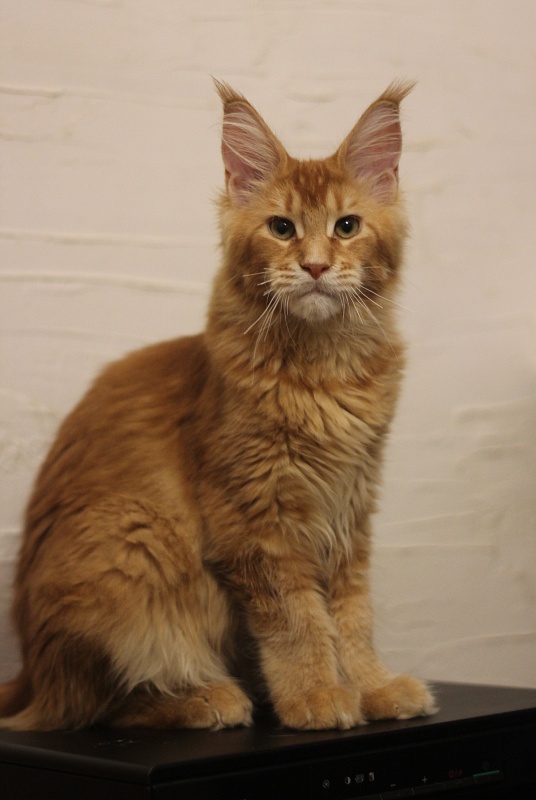 Ultrass Monterini - Kitten maine-coon 5.5 months