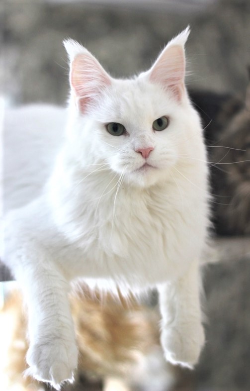 Unika Monterini - Adult maine-coon 10 months 2 weeks