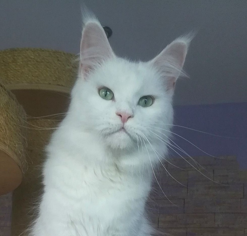 Unika Monterini - Adult maine-coon 3 years 1 month 1 week